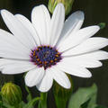 Kapkrbchen, Kapmargerite Weiss, Osteospermum ecklonis