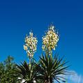 Kerzen-Palmlilie (Yucca gloriosa)
