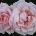Kletterrose 'New Dawn'