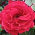 Kletterrose 'Sympathie'