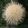 Knopfbusch 'Sugar Shack' (Cephalanthus occidentalis 'Sugar Shack'