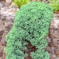 Kriech-Wacholder 'Nana' Juniperus procumbens 'Nana'