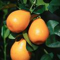 Kumquat 'Obovata' Fortunella jap. 'Obovata' - Die Riesen-Kumquat