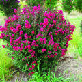 Lagerstroemia indica 'Double Feature'