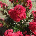 Lagerstroemia indica 'Enduring Summer Red'