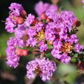 Lagerstroemie, Kreppmyrte 'Pecharmant' (Lagerstroemia indica 'Pecharmant')