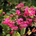 Lagerstroemie, Kreppmyrte 'Perigord Pourpre' (Lagerstroemia indica 'Perigord Pourpre')