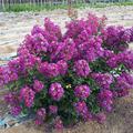 Lagerstroemia 'Purple Star'