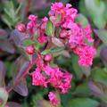 Lagerstroemie, Kreppmyrte 'Red Imperator' (Lagerstroemia indica 'Red Imperator')