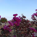 Lagerstroemia 'Rhapsody in Blue'