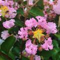 Lagerstroemie, Kreppmyrte 'Soir d't' (Lagerstroemia indica 'Soir d't)