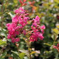 Lagerstroemie, Kreppmyrte 'Yang Tse' (Lagerstroemia indica 'Yang Tse')