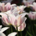 Lilienbltige Tulpe 'Ballade' Tulipa 'Ballade'