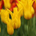 Lilienbltige Tulpe 'Flashback', Tulipa 'Flashback'