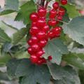 Lowberry Rote Johannisbeere, Zwergjohannisbeere 'Ribiseli Rotelli' Ribes rubrum