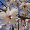 Magnolie, Kobushi-Magnolie (Magnolia kobus)