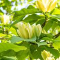 Magnolie 'Yellow Lantern', Magnolia, Gurkenmagnolie