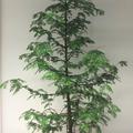 Mammutbaum, Urweltmammutbaum Metasequoia glyptostroboides