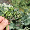 Meerkohl 'Caramba Blue', Crambe maritima 'Caramba Blue' - Brokkoli