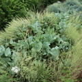 Meerkohl 'Caramba Green', Crambe maritima 'Caramba Green' - Pflanze