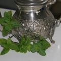 Mentha spicata moroccan Lubera