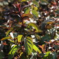 Mentha piperata 'After Eight'