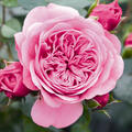 Mini-Kletterrose Eva, Rose, Kletterrose (korr, quer)
