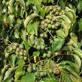 Minikiwi Kiwi Berry 'Fresh Jumbo' (Actinidia arguta) Traubenkiwi