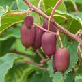 Minikiwi 'Red Jumbo' (Actinidia arguta) Traubenkiwi