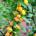Mirabelle 'Miroma', Prunus domestica