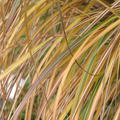 Miscanthus sinensis 'Adagio' niedriges Chinaschilf 'Adagio' Im Herbst