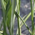 Miscanthus sinensis 'Sirene' 