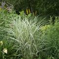 Miscanthus sinensis 'Variegatus' Weissbuntes Chinaschilf 'Variegatus'