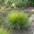 Molinia caerulea 'Rotschopf' Moor-Pfeifengras 'Rotschopf'