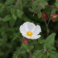 Montpellier Zistrose Cistus monspeliensis