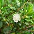 Myrte, Brautmyrte Microphylla (Myrtus communis 'Microphylla')