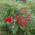 NoPR_Himmelsbambus, Nandina domestica