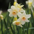 Narcissus 'Bell Song'