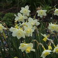 Narcissus 'Pueblo'