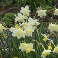 Narcissus 'Pueblo'