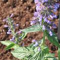 Nepeta kubanica