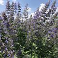 Nepeta Six Hills Giant