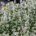 Nepeta x faassenii Snowflake