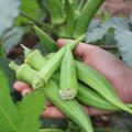 Okra 'Santa Cruz', Abelmoschus esculentus 'Santa Cruz'