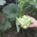 Okra 'Silver Queen', Abelmoschus esculentus 'Silver Queen'