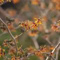 Zaubernuss, Hamamelis intermedia 'Aphrodite'