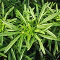 Choisya ternata  'Scented Gem' Laub