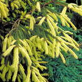 Orientalische Gold-Fichte 'Aurea' Picea orientalis 'Aurea'