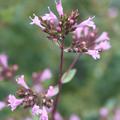 Origanum laevigatum 'Aromaticum'