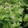 Hopfen-Dost 'Dingle Fairy', Origanum rotundifolium